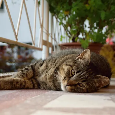 Sotocje Dolenja Trebusa