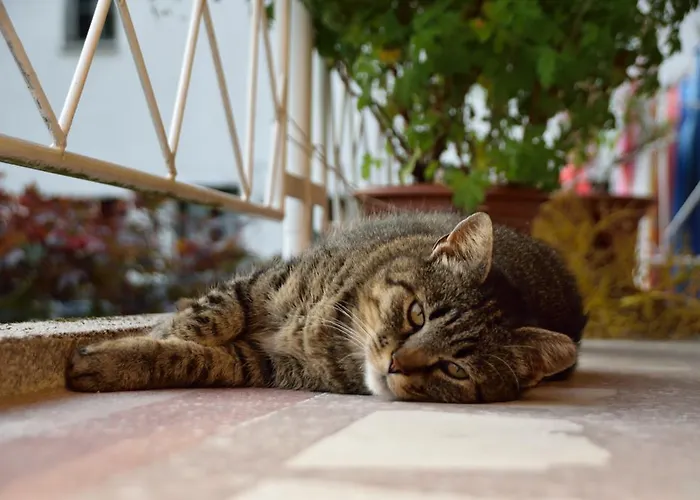 Sotocje Dolenja Trebusa